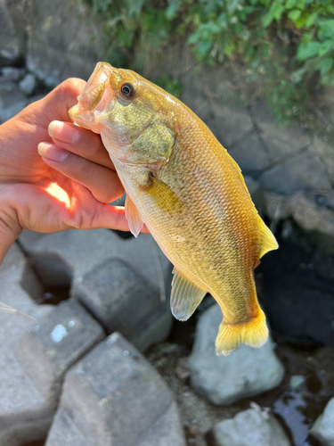 ブラックバスの釣果