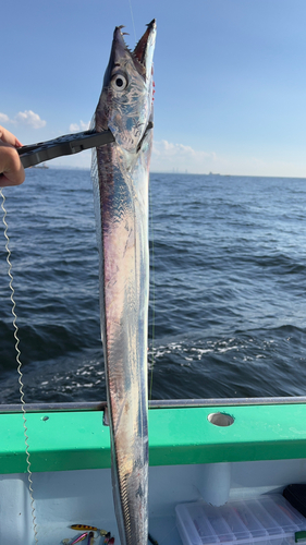 タチウオの釣果