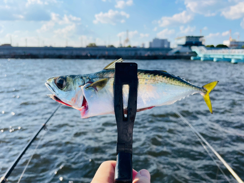 サバの釣果