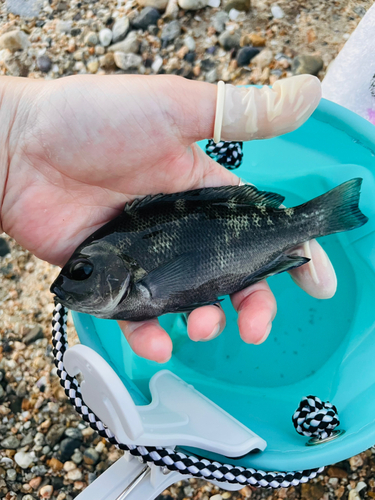 グレの釣果