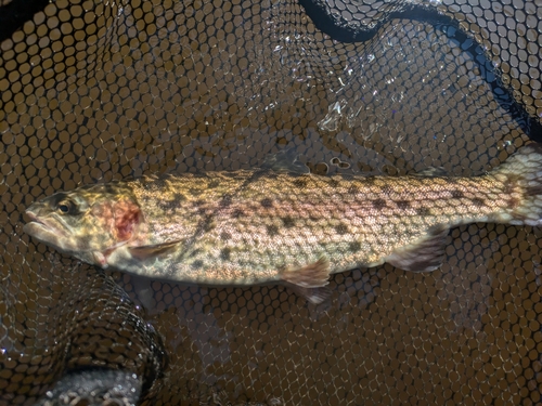 ニジマスの釣果