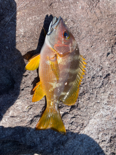 釣果