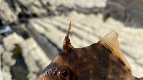 カワハギの釣果