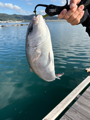 ショゴの釣果