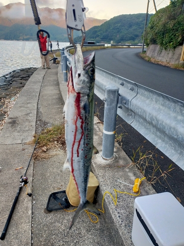 サゴシの釣果