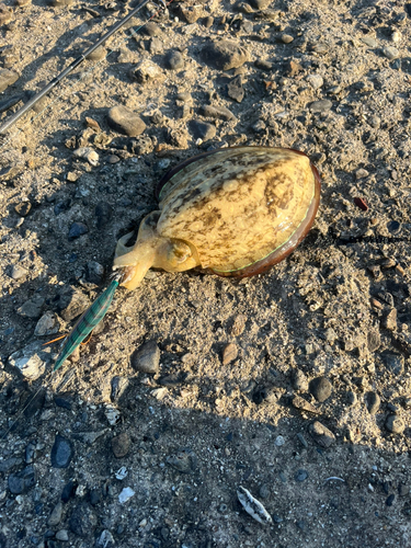 コウイカの釣果