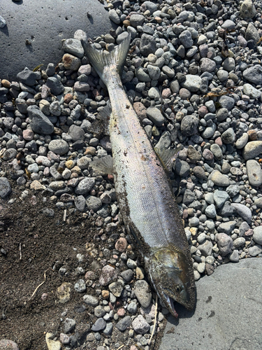 サケの釣果