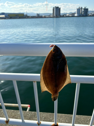 カレイの釣果