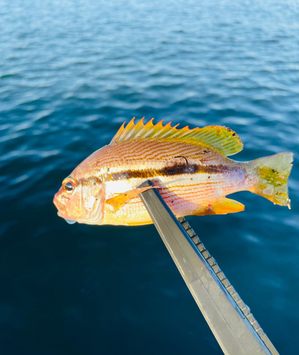 ヨコスジフエダイの釣果