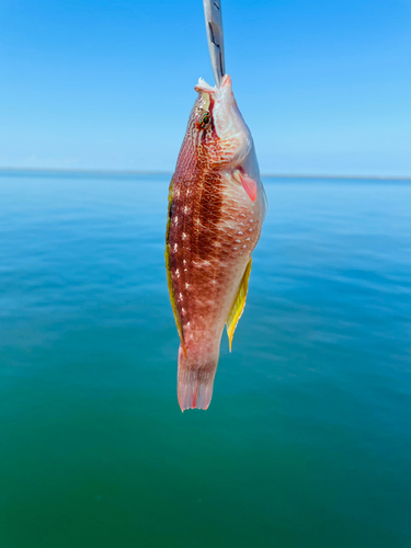 ホシササノハベラの釣果