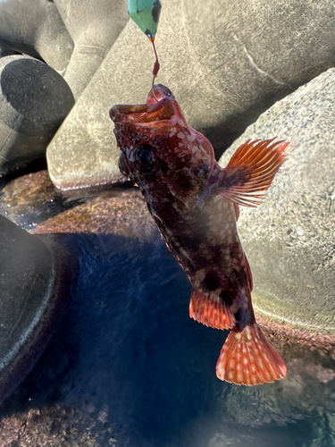 カサゴの釣果