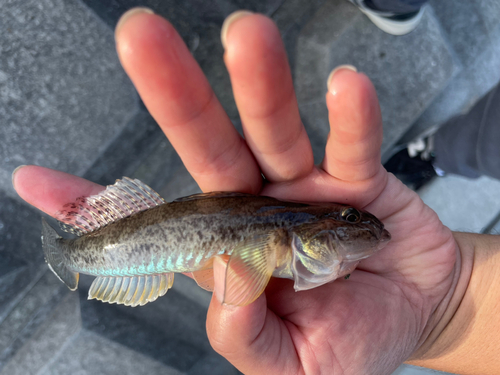 ハゼの釣果