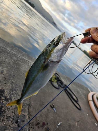 ツバスの釣果