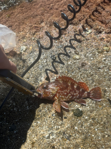 カサゴの釣果