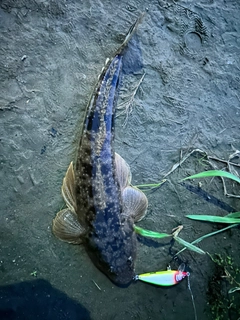 マゴチの釣果