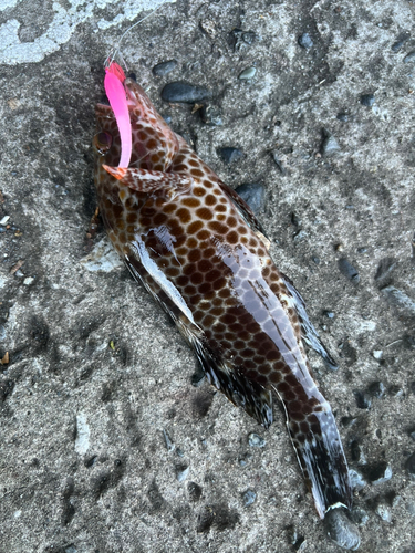 オオモンハタの釣果