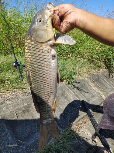 コイの釣果