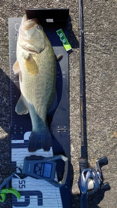 ブラックバスの釣果