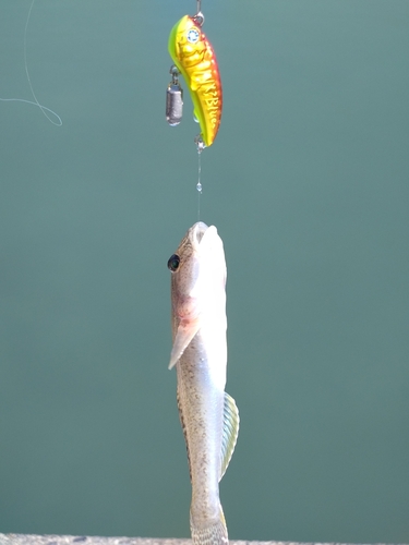 マハゼの釣果