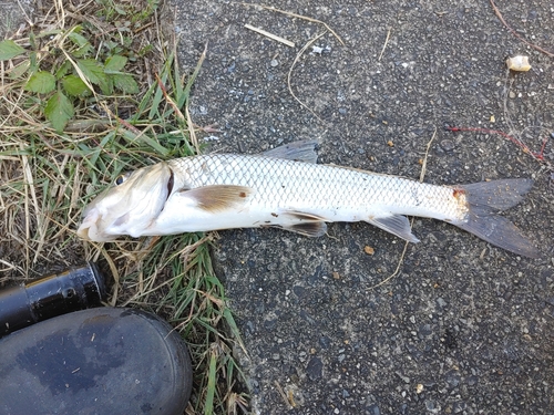 ニゴイの釣果