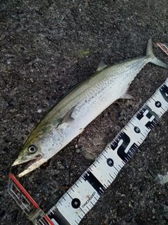 サゴシの釣果