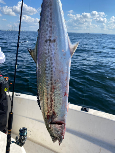 サワラの釣果