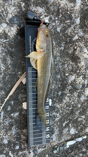 マハゼの釣果