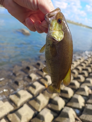 スモールマウスバスの釣果