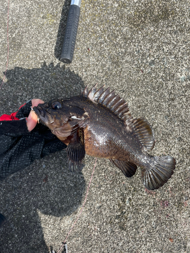 ソイの釣果