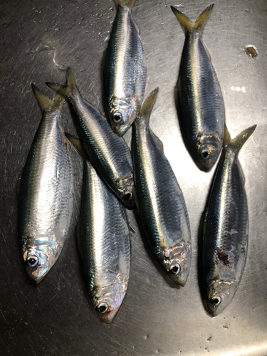 コノシロの釣果