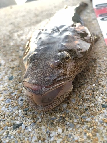 マゴチの釣果