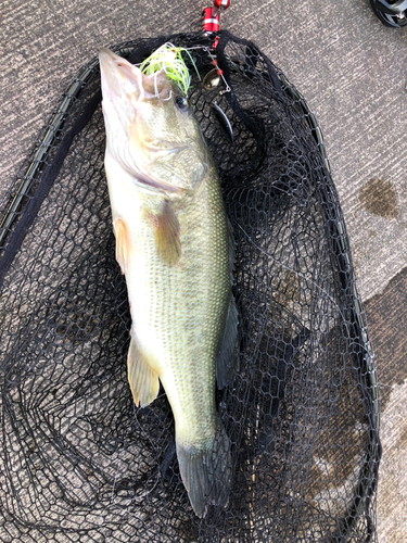 ラージマウスバスの釣果