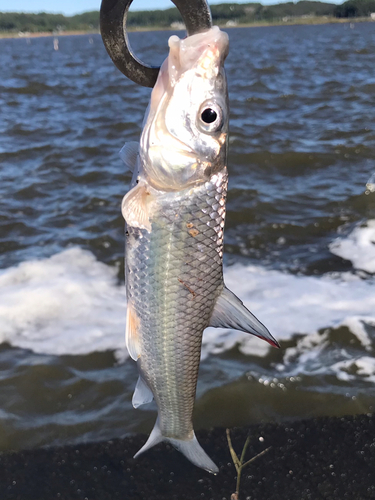 ニゴイの釣果