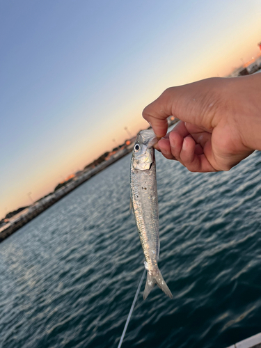 マイワシの釣果