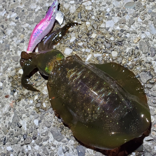 アオリイカの釣果