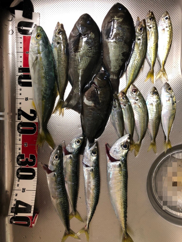 アジの釣果