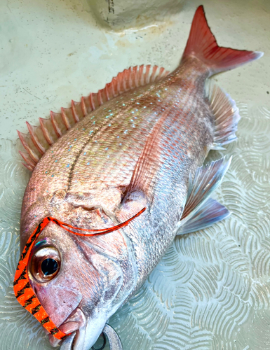 マダイの釣果