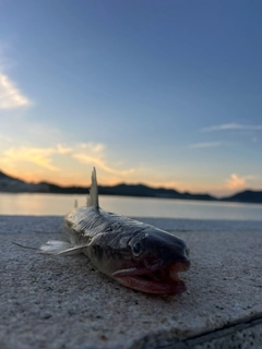 エソの釣果