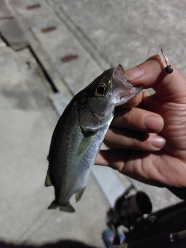 セイゴ（マルスズキ）の釣果