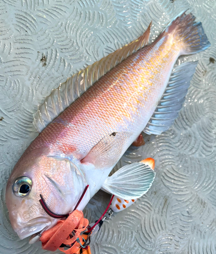 シロアマダイの釣果