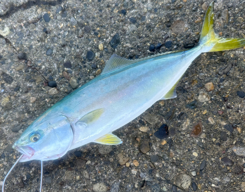 ワカシの釣果