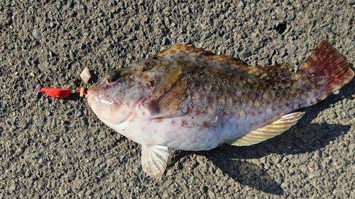 ブダイの釣果