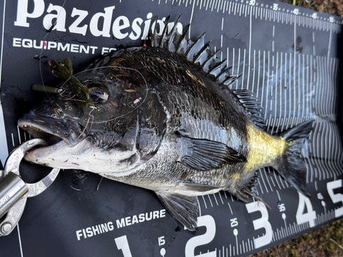 チヌの釣果