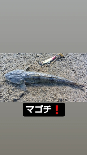 マゴチの釣果