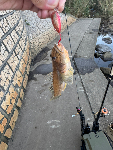 マハゼの釣果