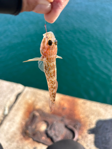 ハゼの釣果