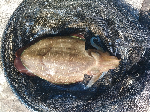 モンゴウイカの釣果