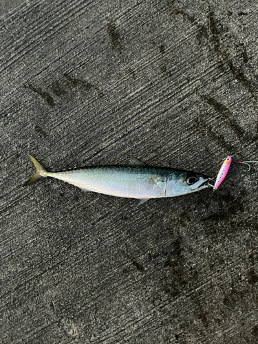 サバの釣果