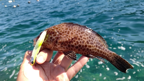 オオモンハタの釣果