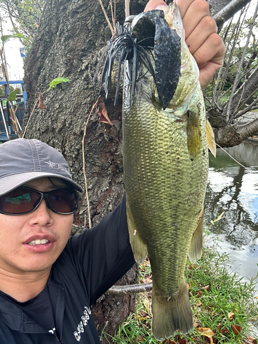 ブラックバスの釣果